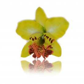 Mini pince à cheveux "Orchidée de Thaïlande" en tissu